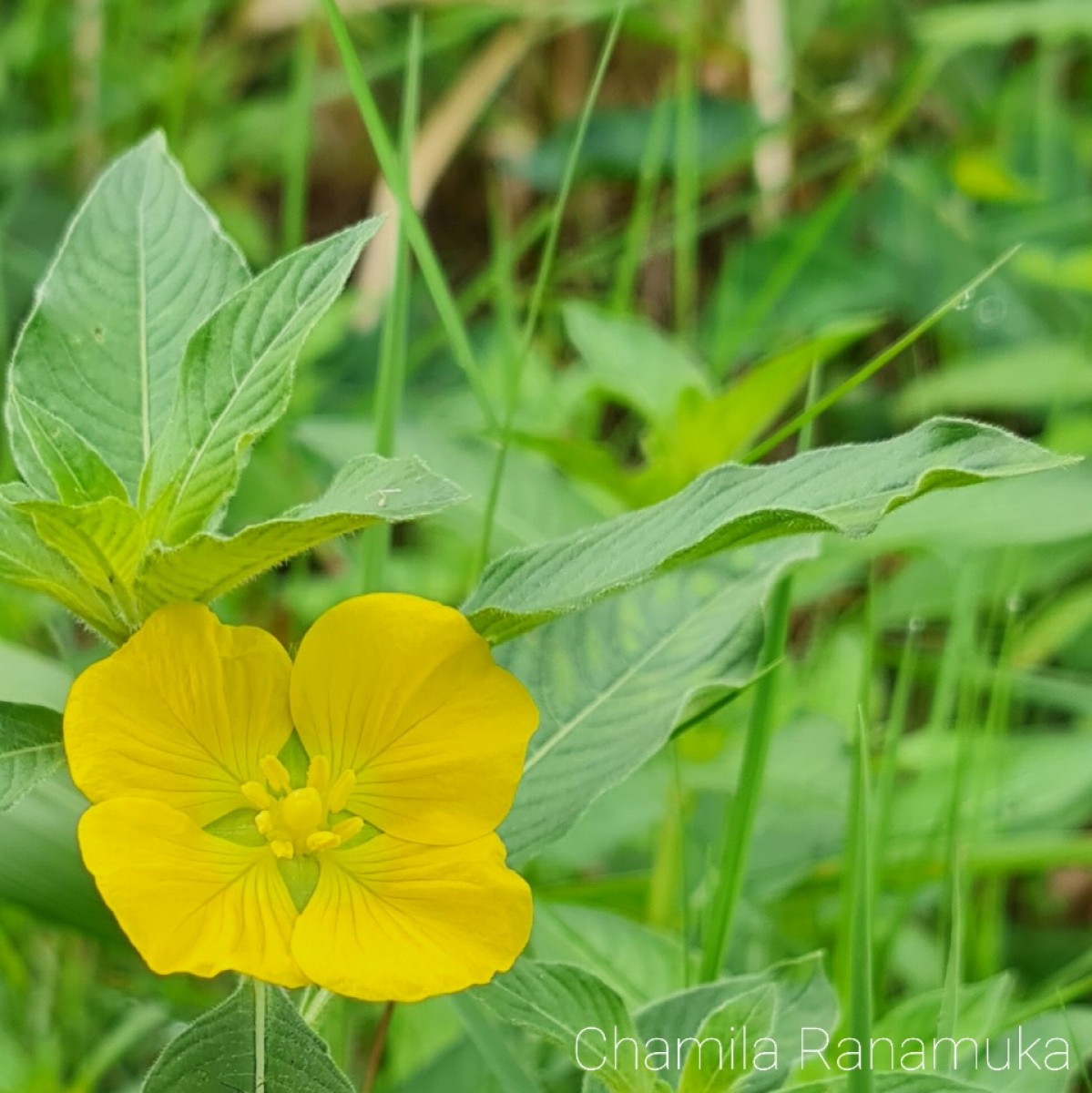 Ludwigia perennis L.